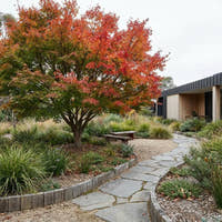 Osakazuki Japanese Maple - Acer palmatum ‘Osakazuki’