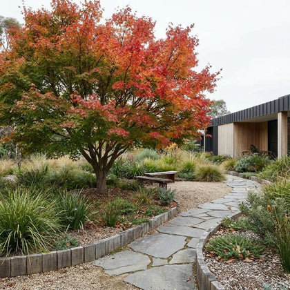 Osakazuki Japanese Maple - Acer palmatum ‘Osakazuki’
