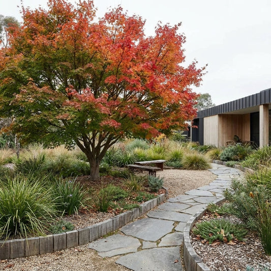 Osakazuki Japanese Maple - Acer palmatum ‘Osakazuki’