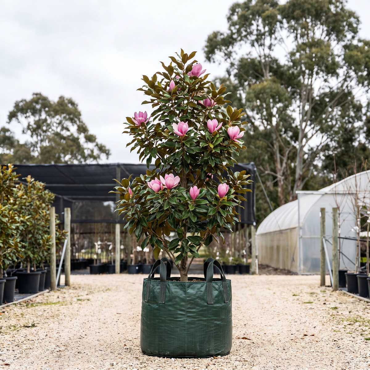Mercury Magnolia - Magnolia ‘Mercury’