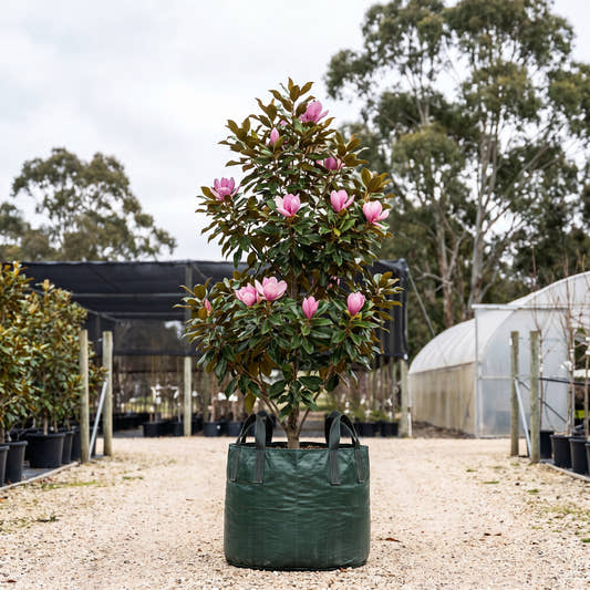 Mercury Magnolia - Magnolia ‘Mercury’