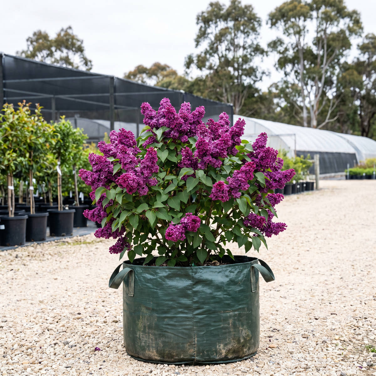 Charles Joly Lilac - Syringa vulgaris ‘Charles Joly’