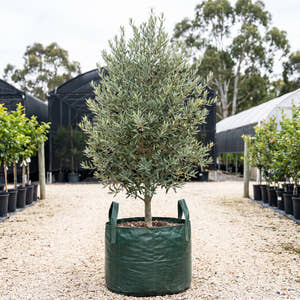Paragon Olive - Olea europaea ‘Paragon’