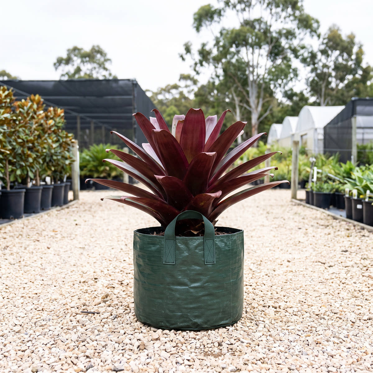 Divine Plum Giant Bromeliad - Alcantarea imperialis ‘Divine Plum’