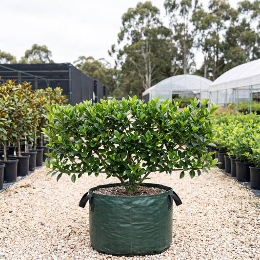 Florida Gardenia (Espalier) - Gardenia augusta ‘Florida’