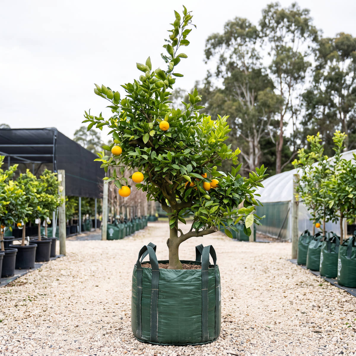 Native Lime - Citrus spp.