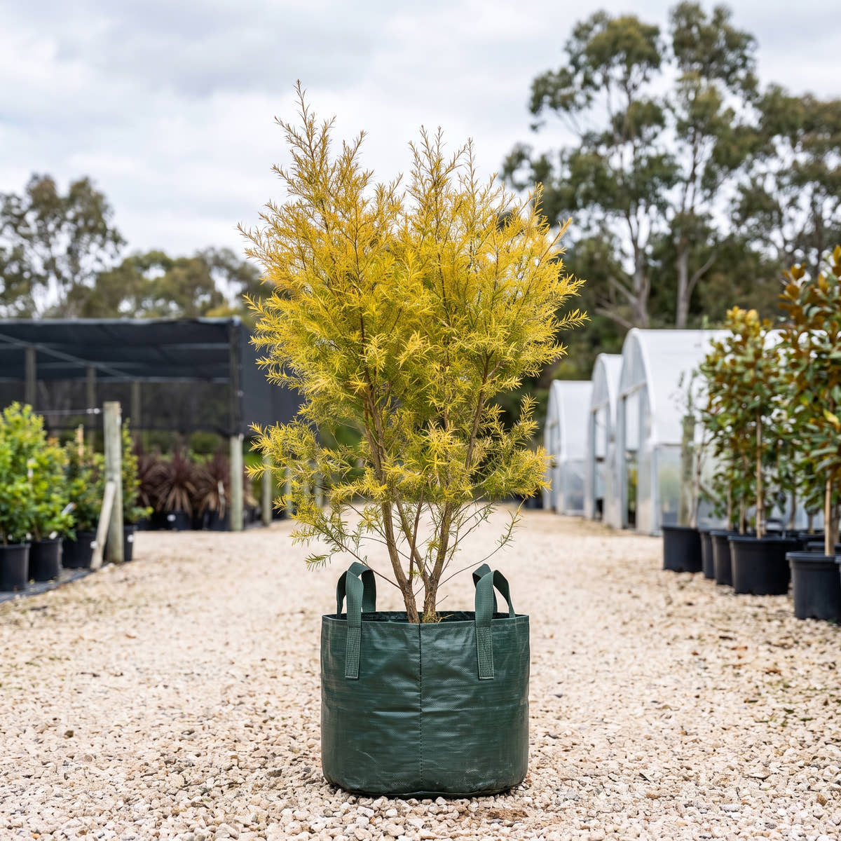 Revolution Gold Tea Tree - Melaleuca bracteata ‘Revolution Gold’