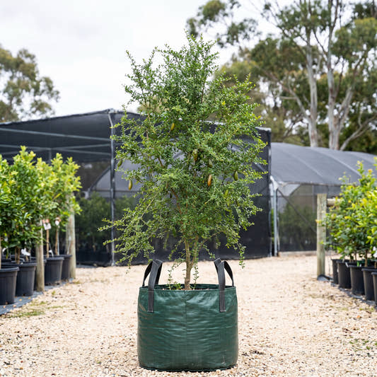 Pink Ice Finger Lime - Citrus australasica ‘Pink Ice’
