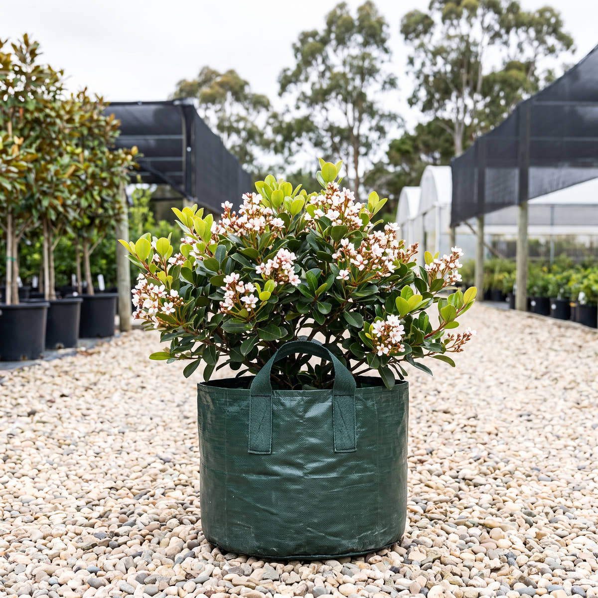 Oriental Pearl Indian Hawthorn - Rhaphiolepis indica ‘Oriental Pearl’