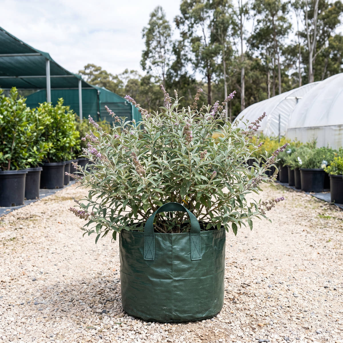 Sagewood - Buddleja salvifolia