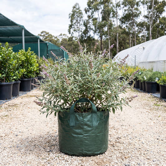 Sagewood - Buddleja salvifolia