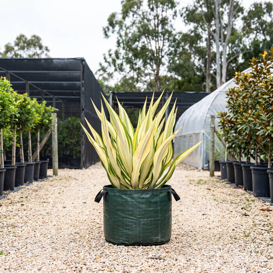 Mauritius Hemp - Furcraea foetida