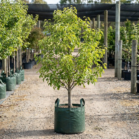 Packham Triumph Pear - Pyrus communis ‘Packham Triumph’