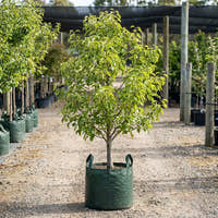 Packham’s Triumph Pear - Pyrus communis ‘Packham’s Triumph’