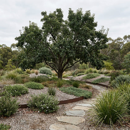 Packham Triumph Pear - Pyrus communis ‘Packham Triumph’