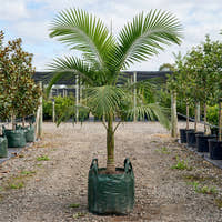 Pamba Palm - Dypsis pembana