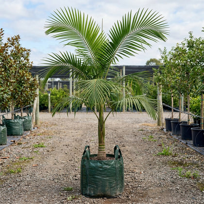 Pamba Palm - Dypsis pembana