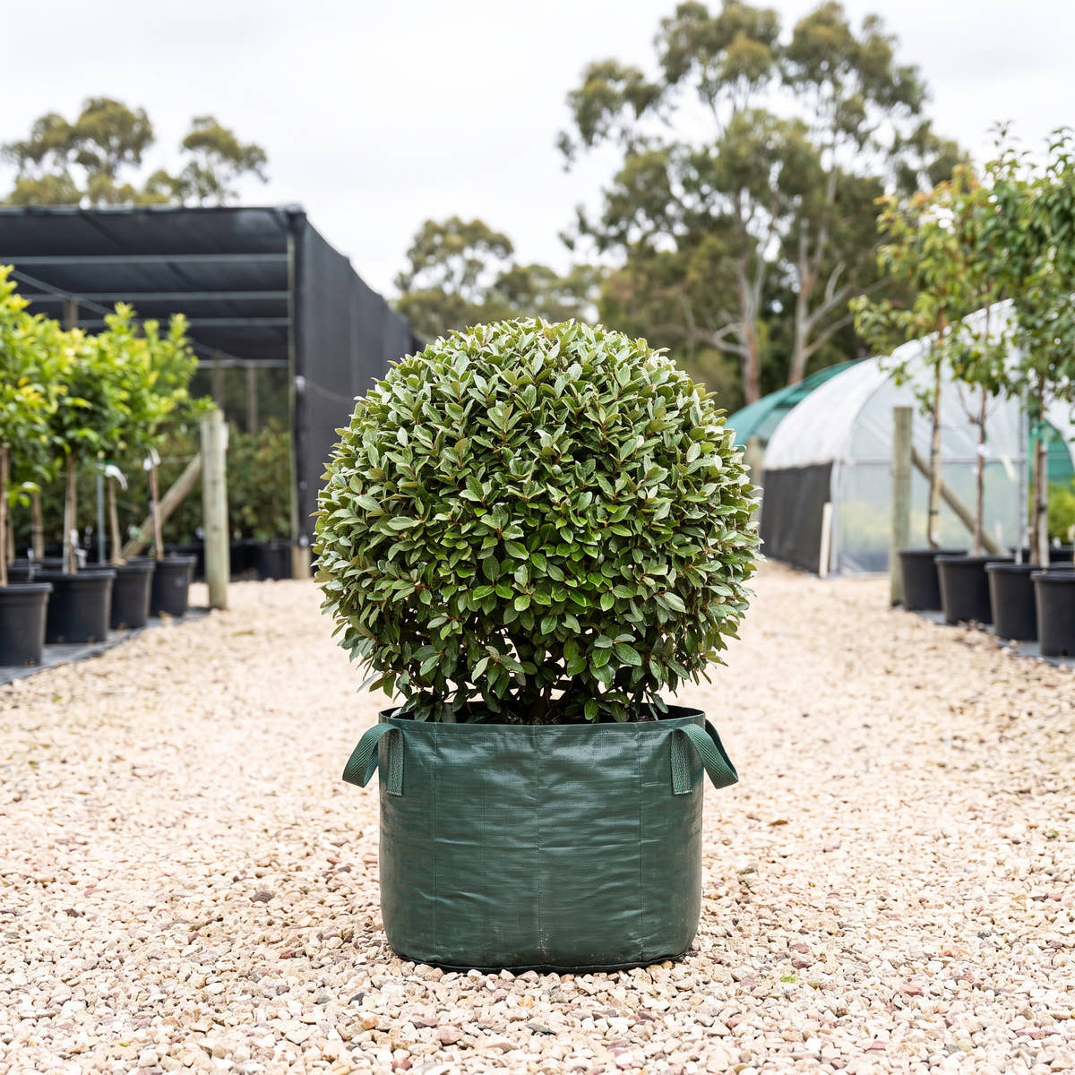 Broad-Leaved Silverberry (Ball) - Elaeagnus macrophylla