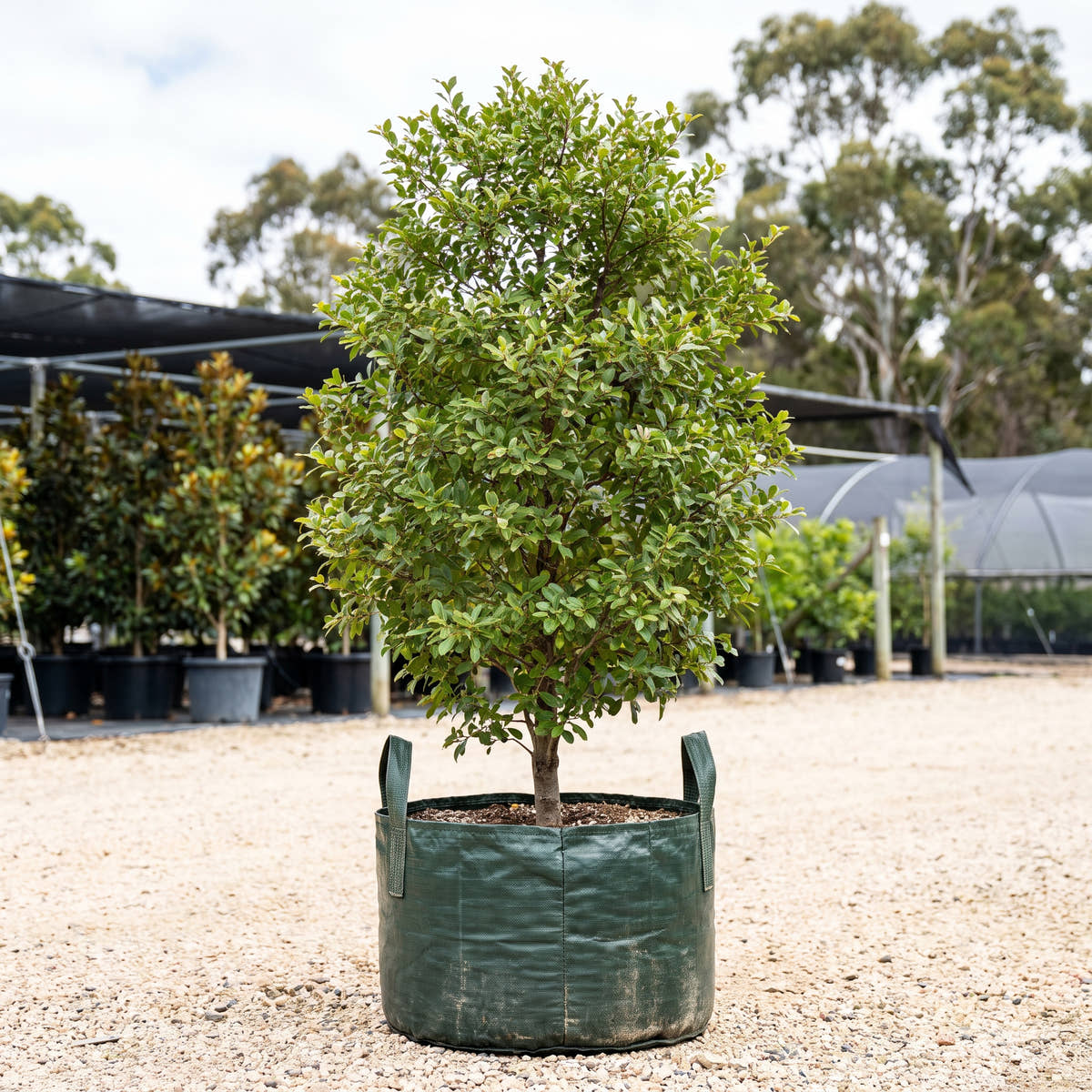 Damson Plum - Terminalia sericocarpa