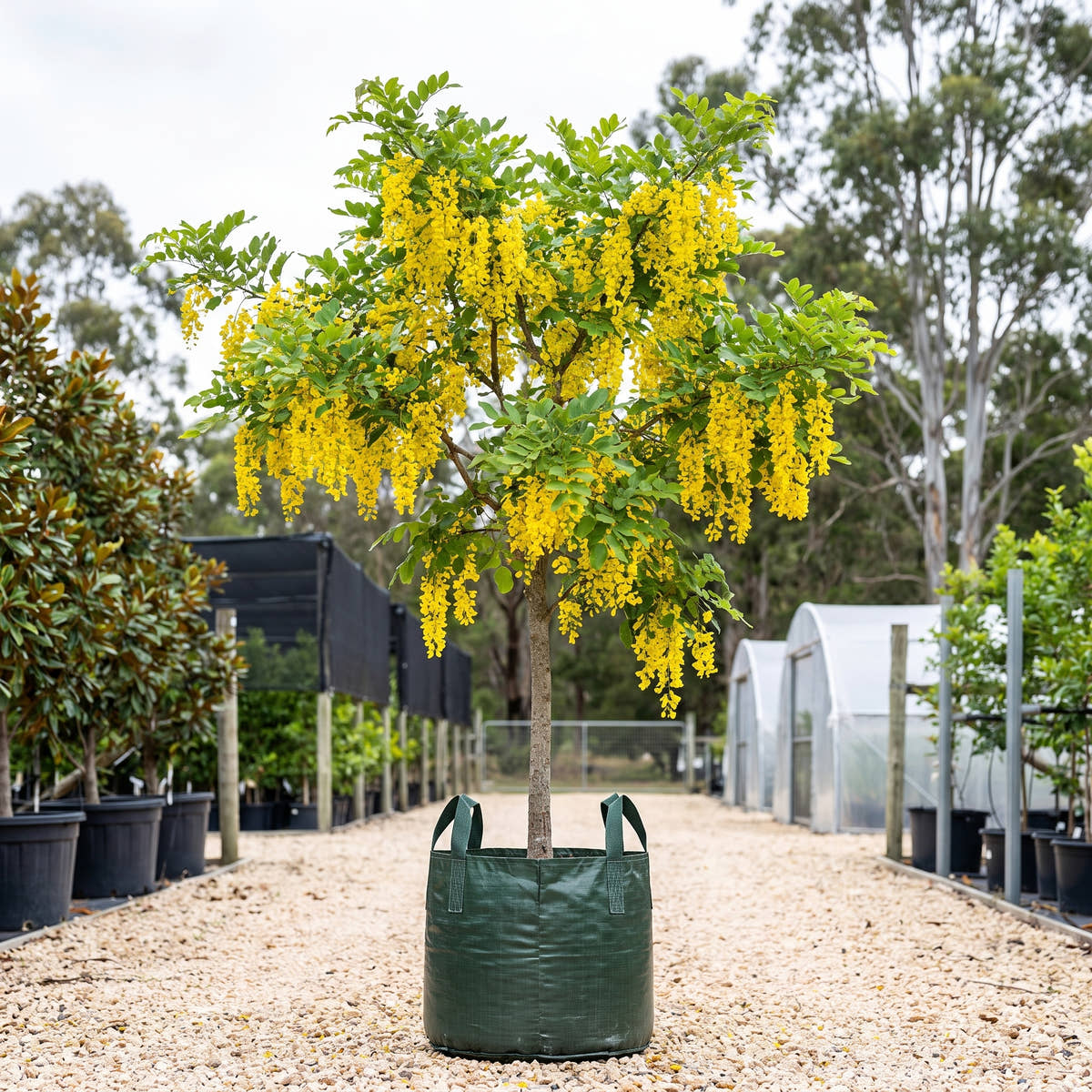 Cassia sp. Paluma Range