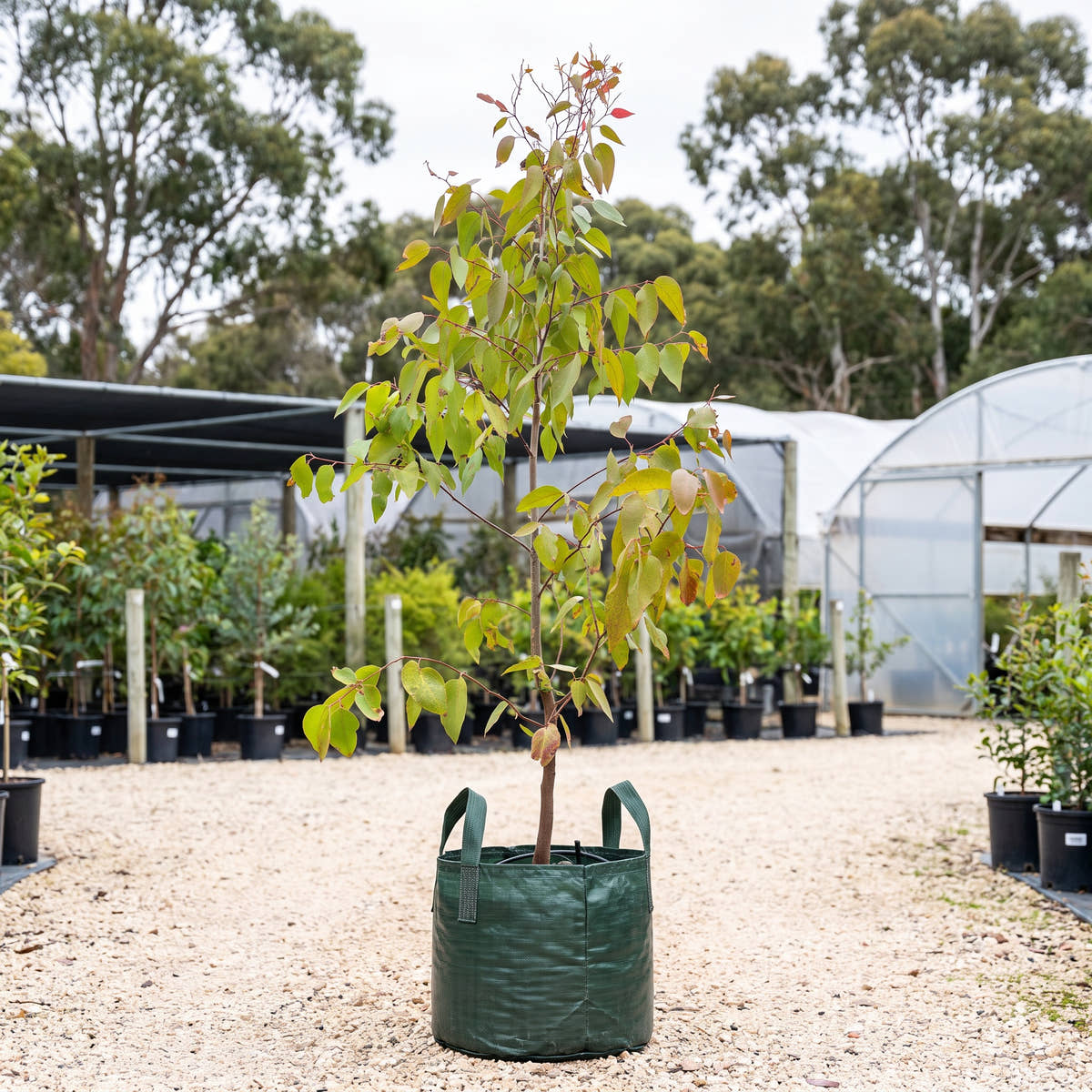 Messmate (Mornington Peninsula) - Eucalyptus obliqua