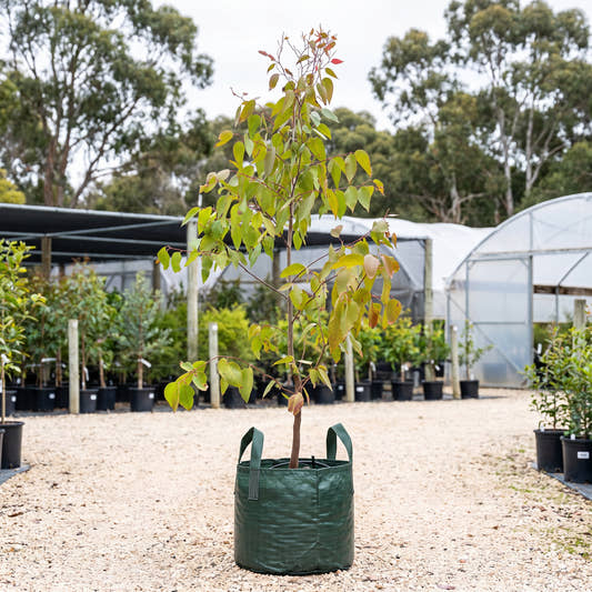 Messmate (Mornington Peninsula) - Eucalyptus obliqua