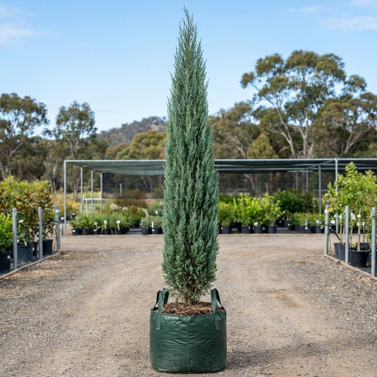 Pencil Pine - Cupressus sempervirens 'Nitschkes Needles'
