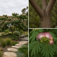 Persian Silk Tree - Albizia julibrissin ‘Rosea’