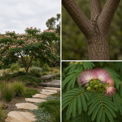 Persian Silk Tree - Albizia julibrissin ‘Rosea’
