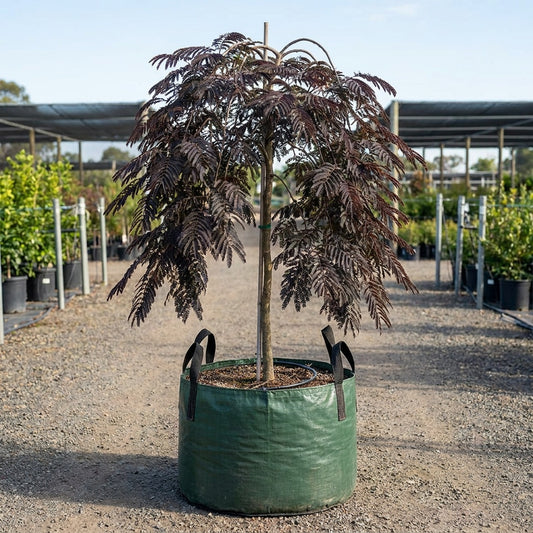 Persian Silk Tree - Albizia julibrissin ‘Rosea’
