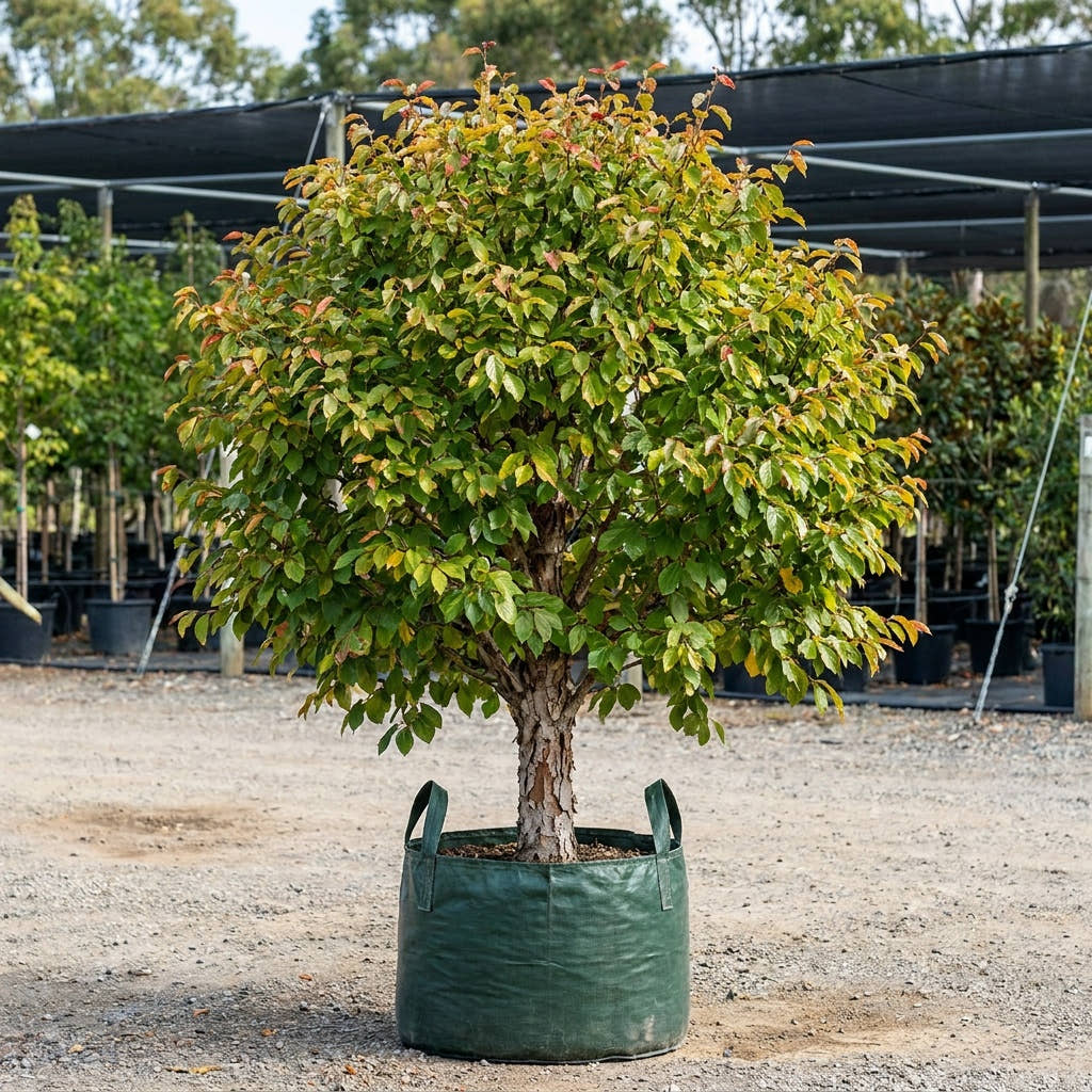 Persian Witch Hazel - Parrotia persica