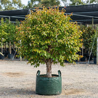 Persian Witch Hazel - Parrotia persica