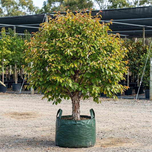 Persian Witch Hazel - Parrotia persica