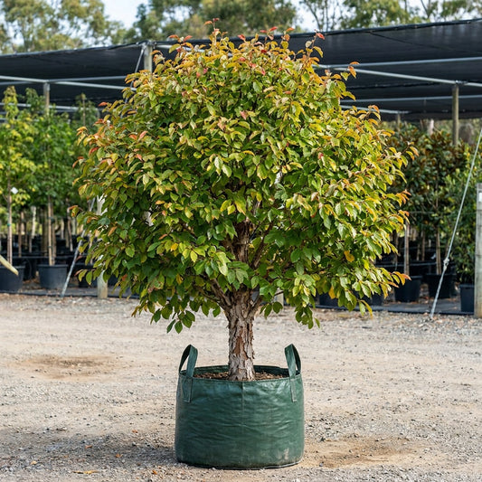 Persian Witch Hazel - Parrotia persica