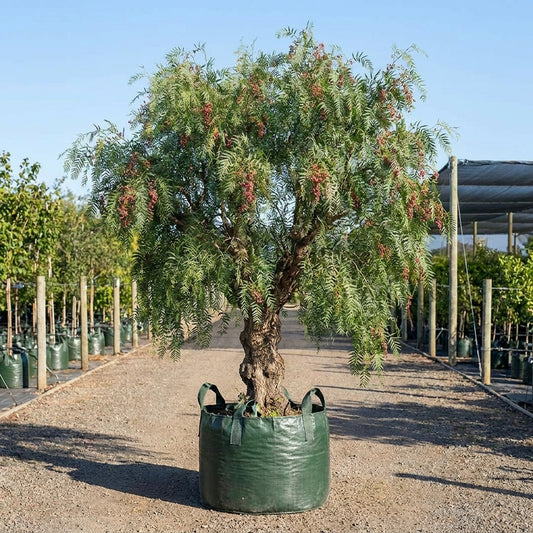 Peruvian Pepper Tree - Schinus areira