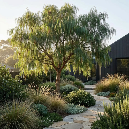 Peruvian Pepper Tree - Schinus areira