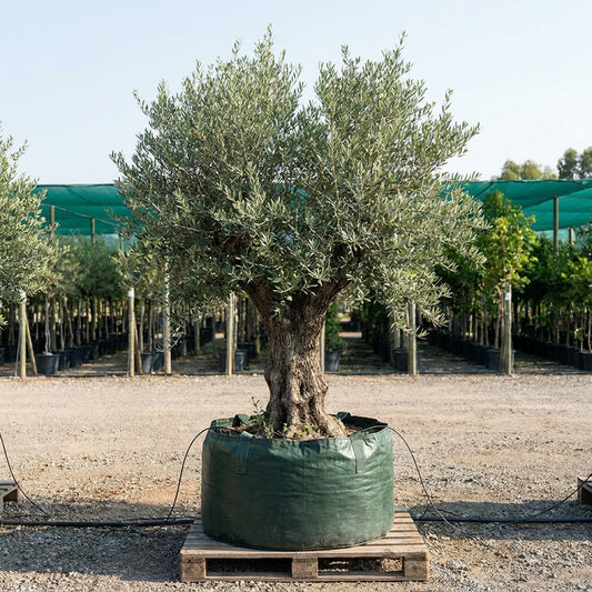 Picual Olive Tree - Olea europaea 'Picual'