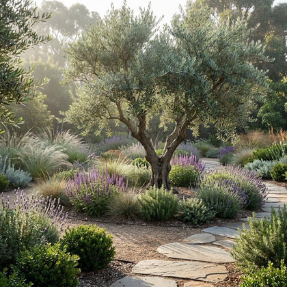 Picual Olive Tree - Olea europaea 'Picual'