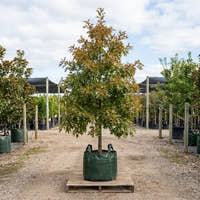 Pin Oak - Quercus palustris