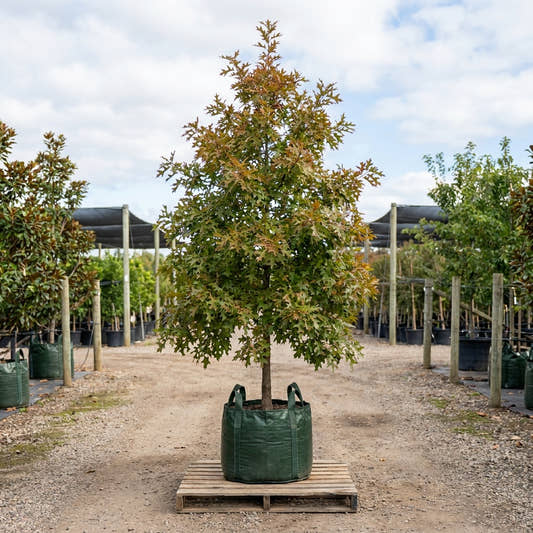 Pin Oak - Quercus palustris