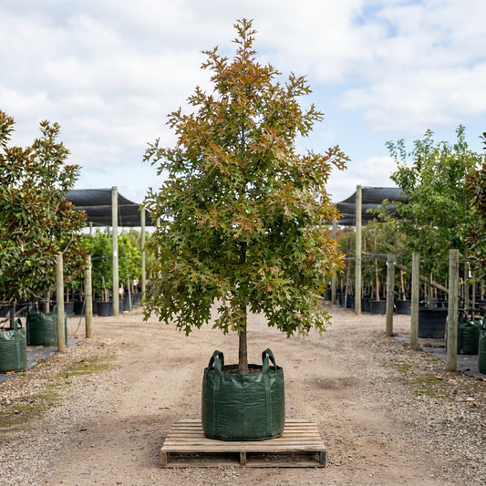 Pin Oak - Quercus palustris