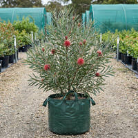 Pincushion Hakea - Hakea laurina