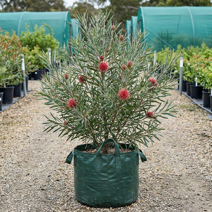 Pincushion Hakea - Hakea laurina