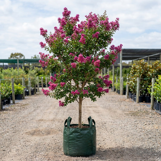 Pink Crepe Myrtle - Lagerstroemia 'Zuni'