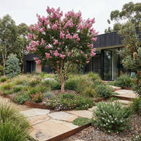 Pink Crepe Myrtle - Lagerstroemia ‘Zuni’