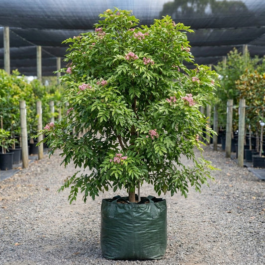 Pink Flowered Doughwood - Melicope elleryana