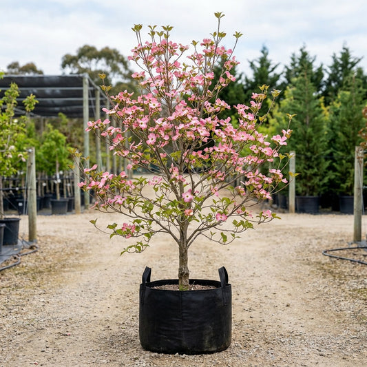 Pink Flowering Dogwood - Cornus florida ‘Rubra’