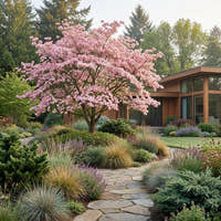 Pink Flowering Dogwood - Cornus florida ‘Rubra’
