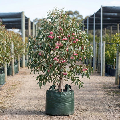 Pink Flowering Yellow Gum - Eucalyptus leucoxylon ‘Rosea’