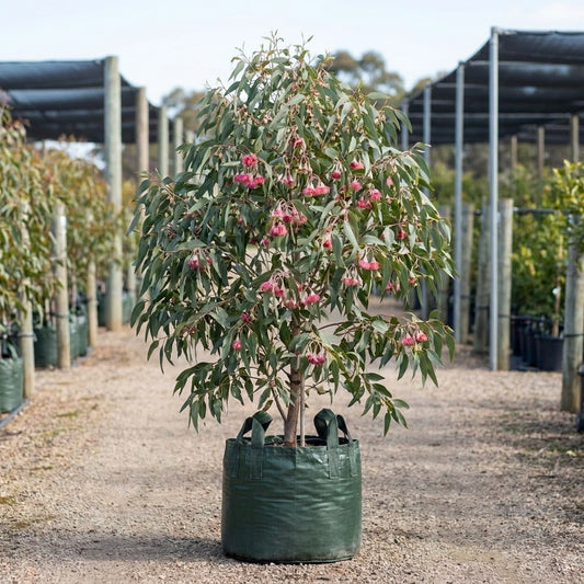 Pink Flowering Yellow Gum - Eucalyptus leucoxylon ‘Rosea’